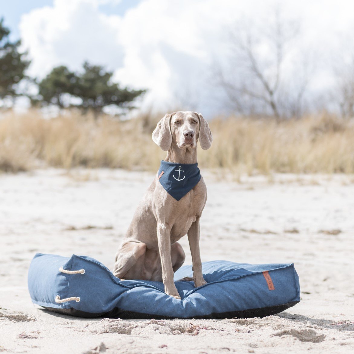 Be Nordic Hunde Halstuch Bild 2