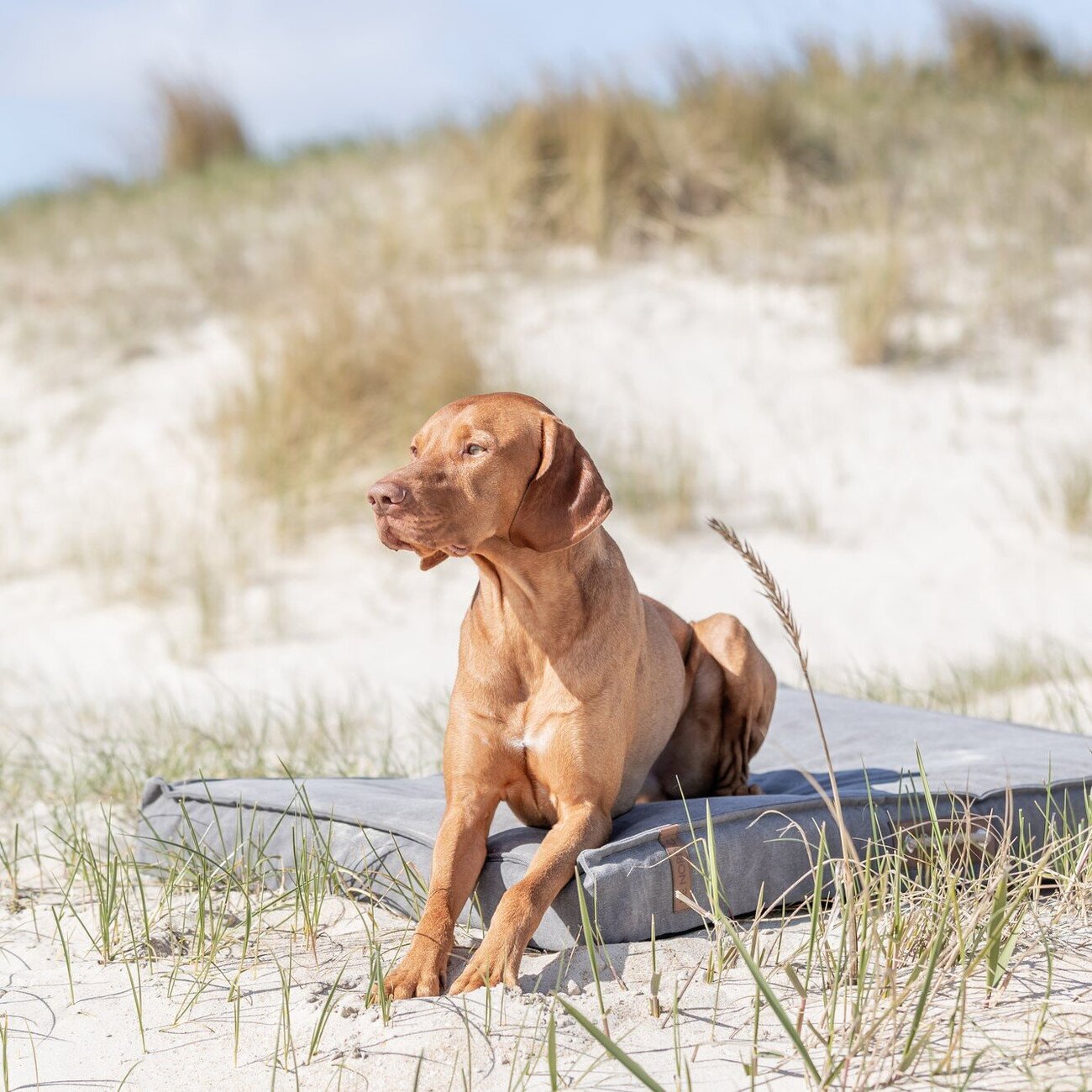 BE NORDIC Hundekissen Hundematratze Föhr Bild 2