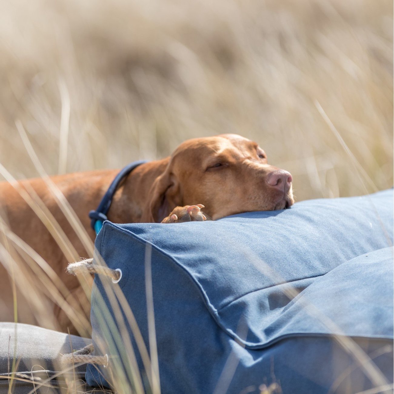 Be Nordic Hundekissen Föhr eckig Bild 11