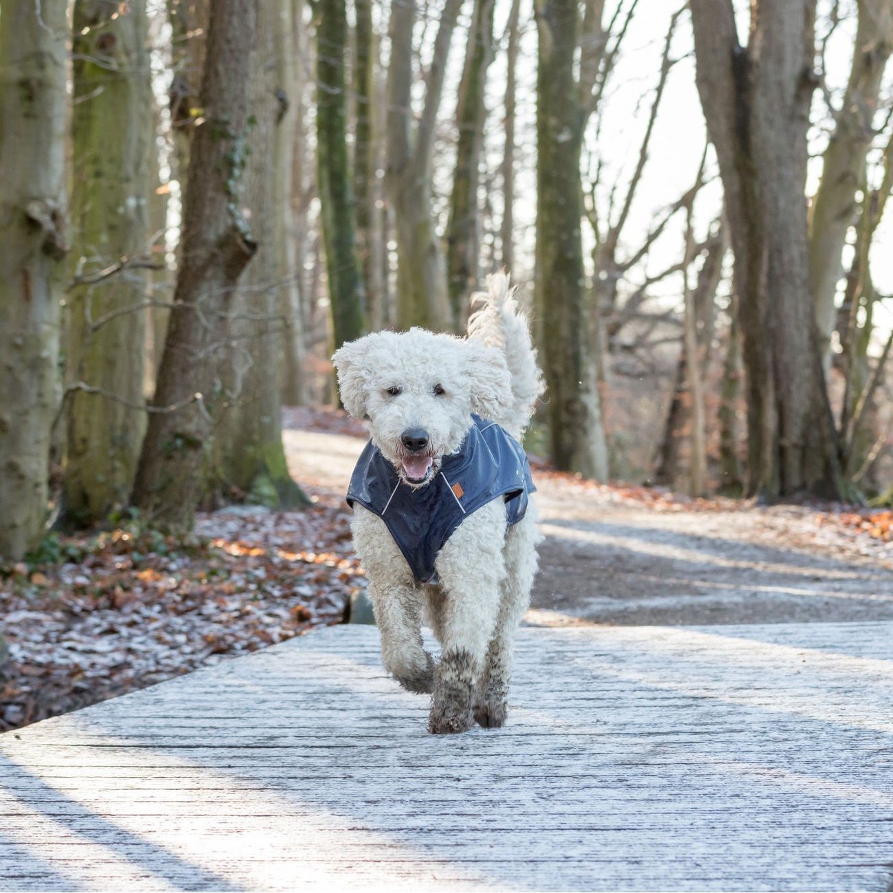 BE NORDIC Hunde Regenmantel Husum wasserdicht Bild 9