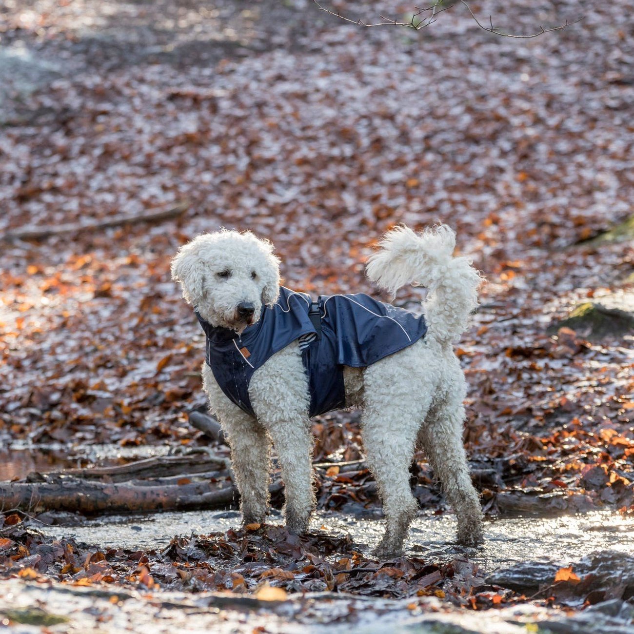 BE NORDIC Hunde Regenmantel Husum wasserdicht Bild 2