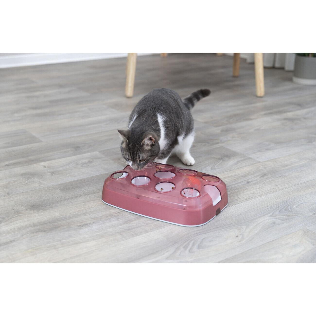 Cat Activity Soccer Katzenstrategiespiel Bild 5