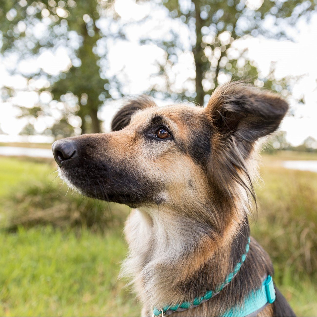 Cavo Zug Stopp Hundehalsband rund geflochten Bild 8