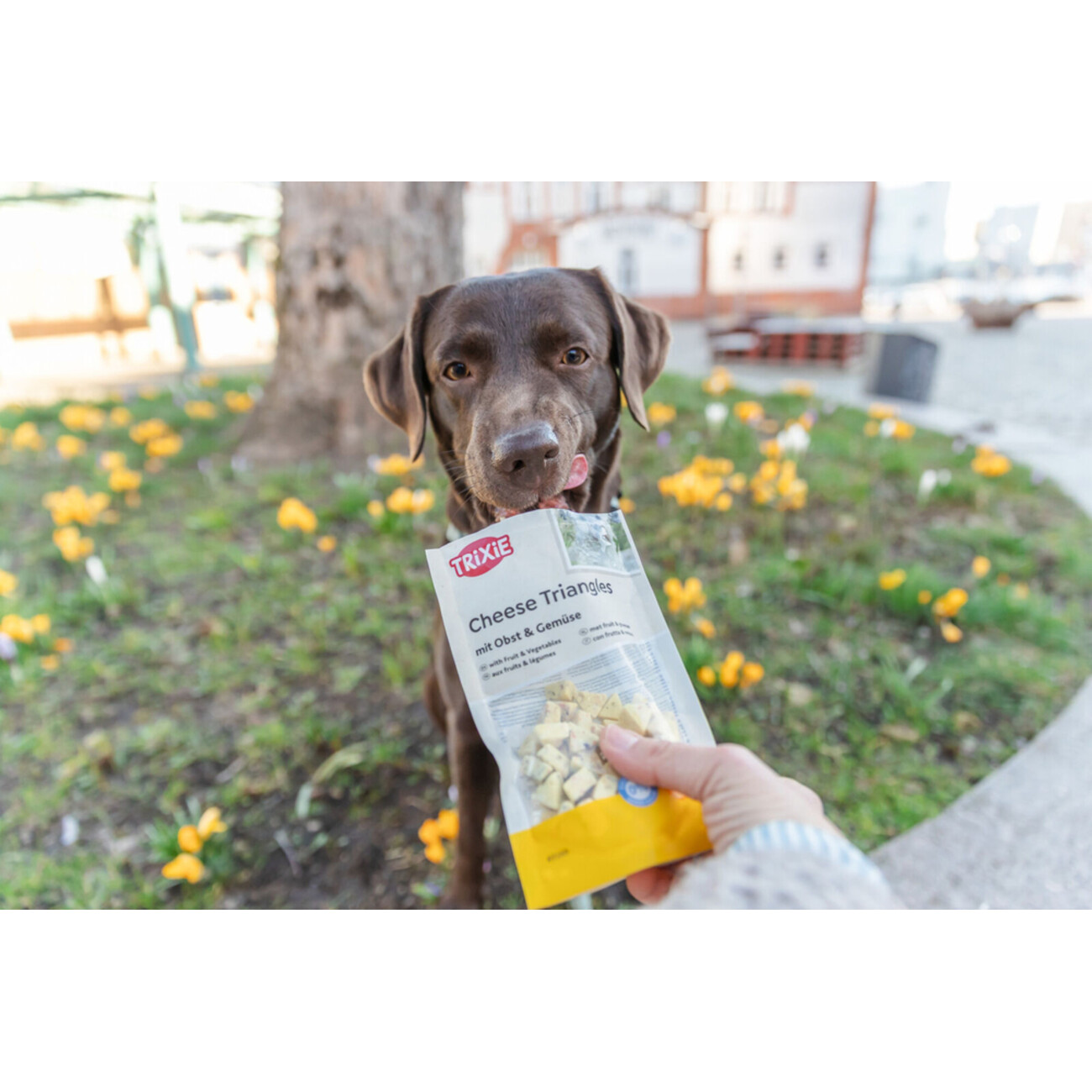 TRIXIE Cheese Triangles mit Obst & Gemüse – Vegetarischer Hundesnack & Leckerbissen Bild 3