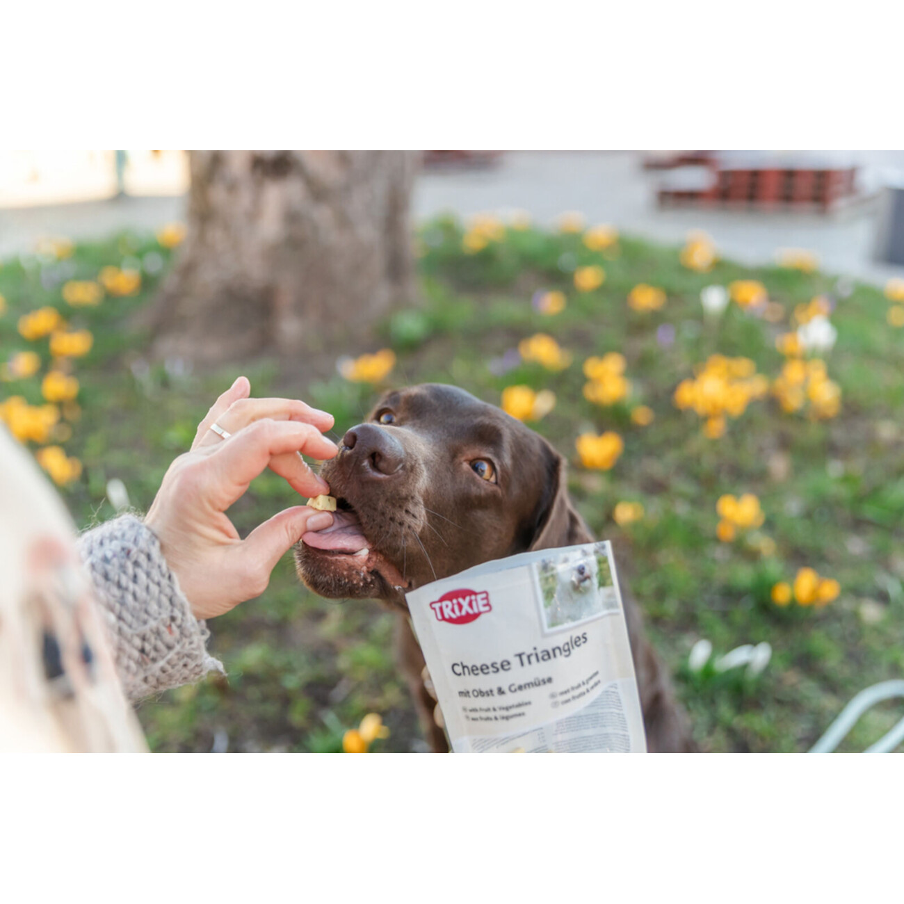 TRIXIE Cheese Triangles mit Obst & Gemüse – Vegetarischer Hundesnack & Leckerbissen Bild 4