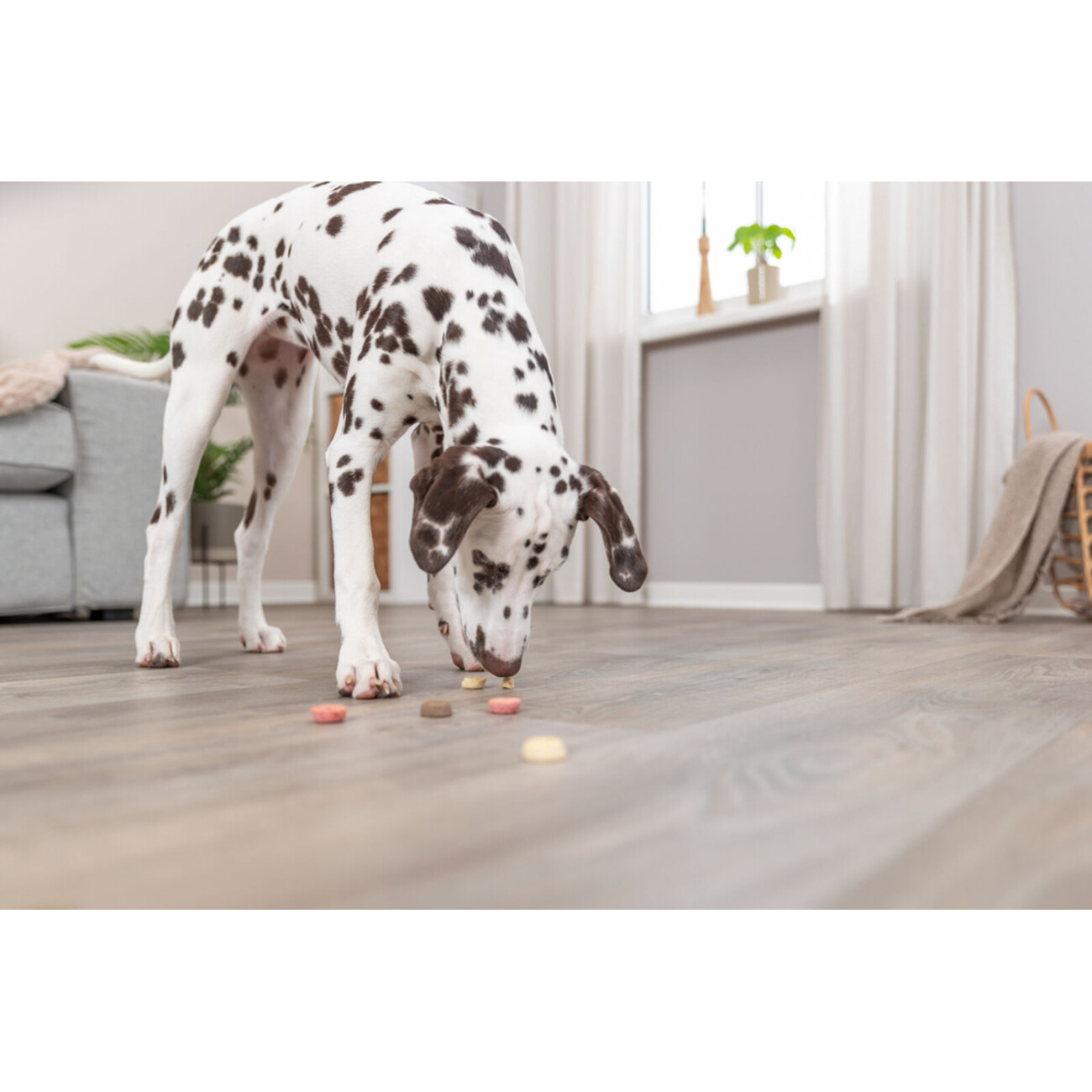 Cookie Snack Loops Bild 5