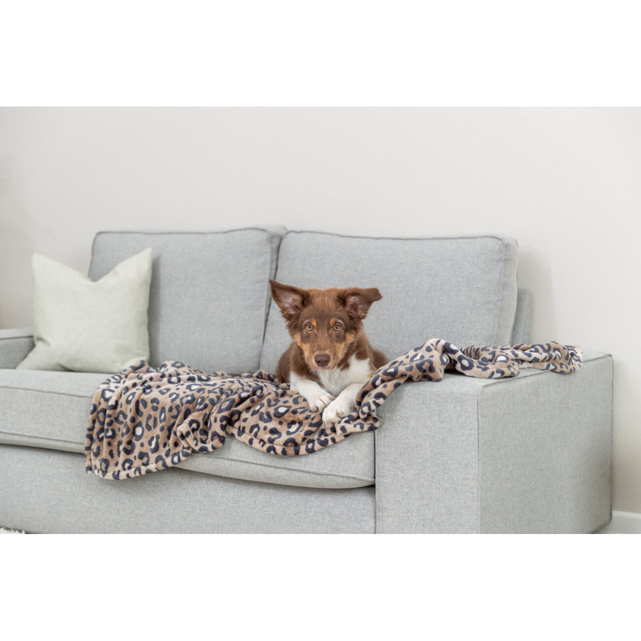 Hundedecke Leo Bild 2