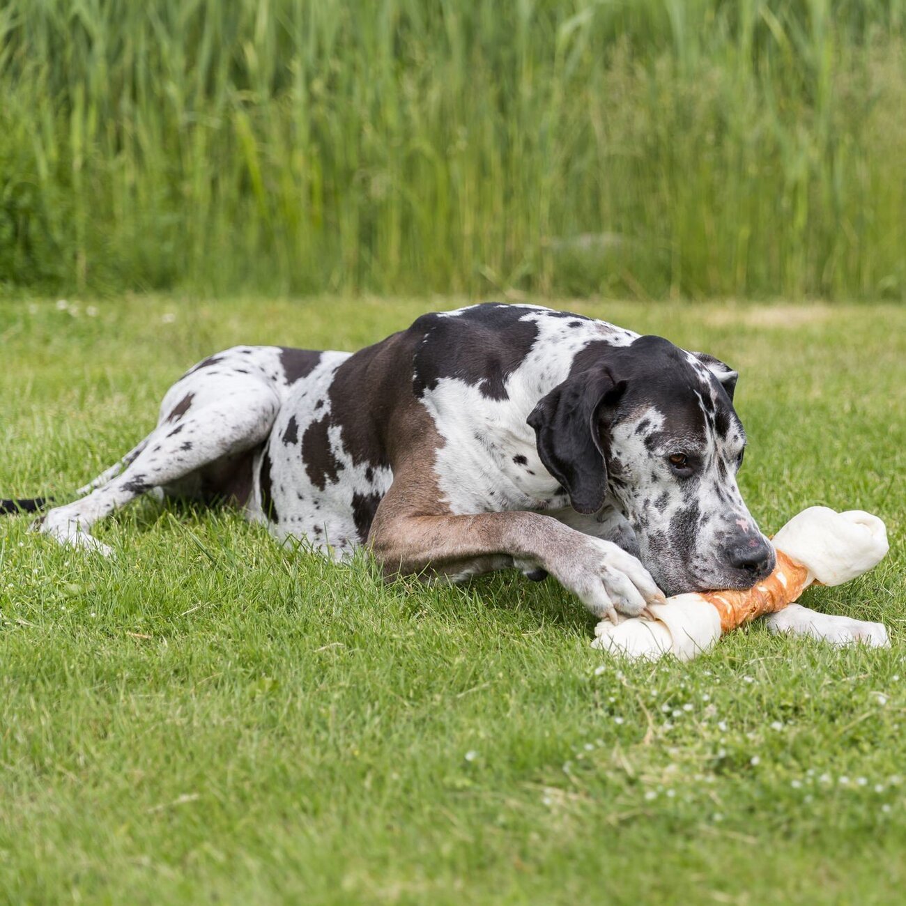 Denta Fun Chicken Chewing Bone Bild 2