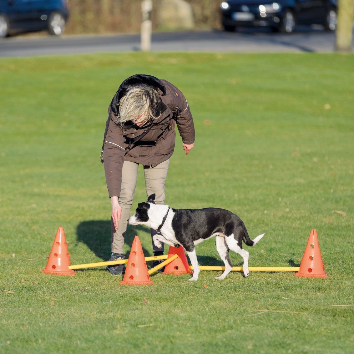 Hindernis Trainingsset mit Pylonen für Hunde Bild 8