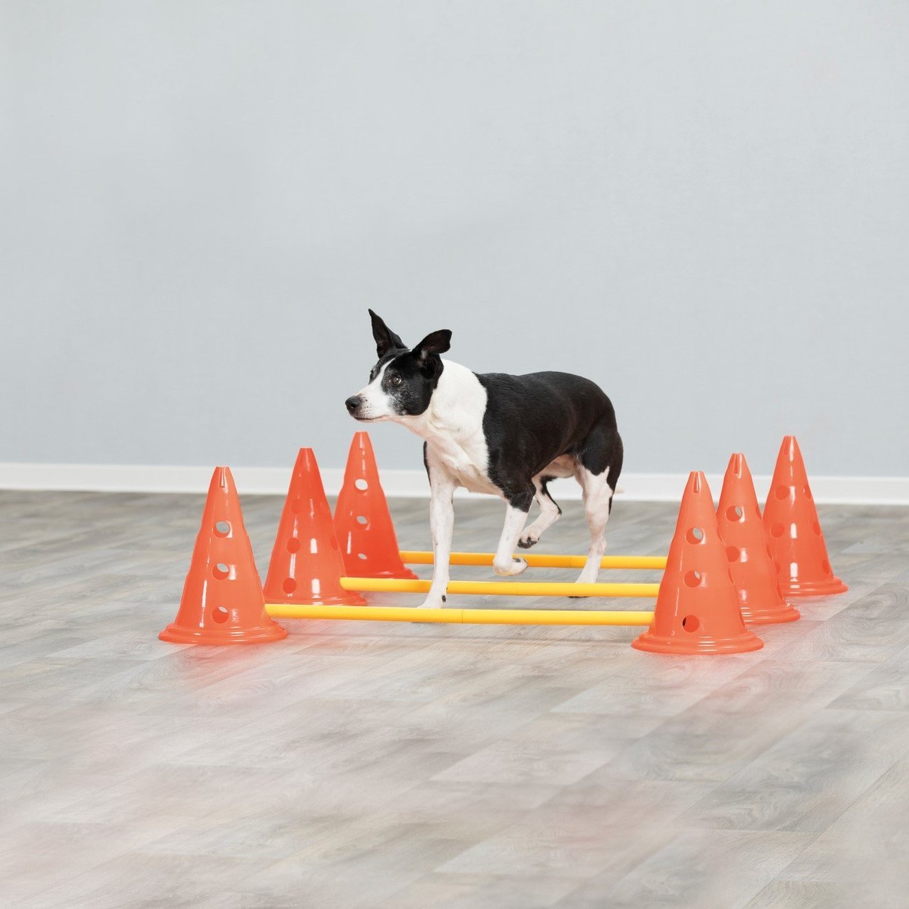 Hindernis Trainingsset mit Pylonen für Hunde Bild 2