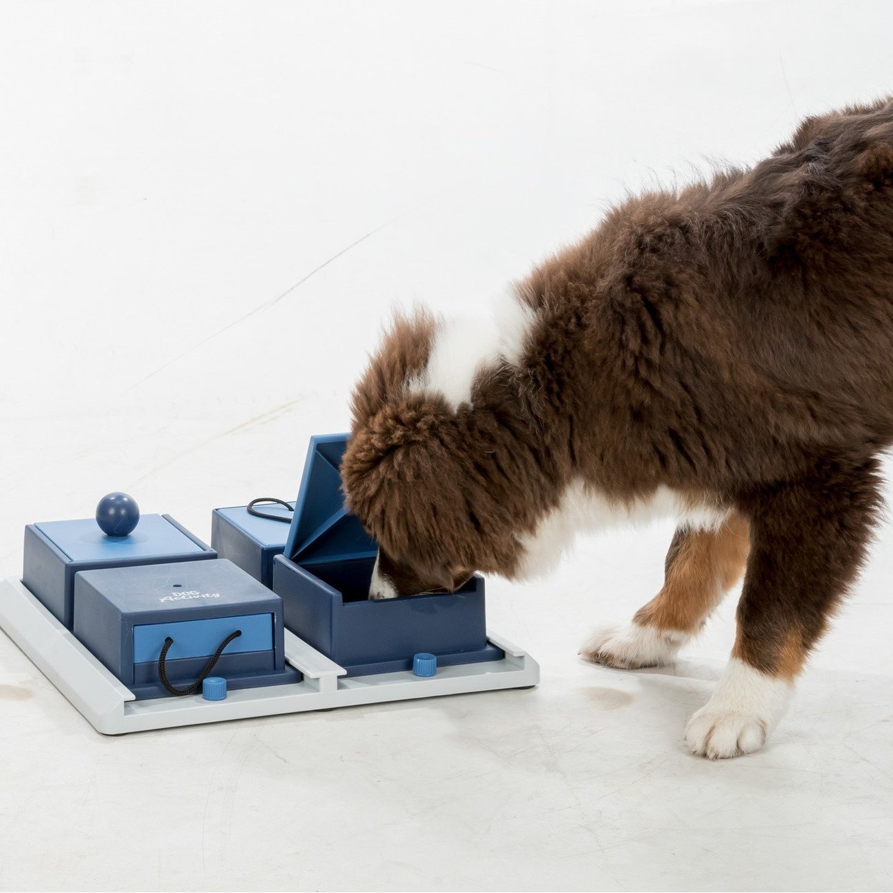 Dog Activity Strategiespiel Poker Box 1 für Hunde Bild 8