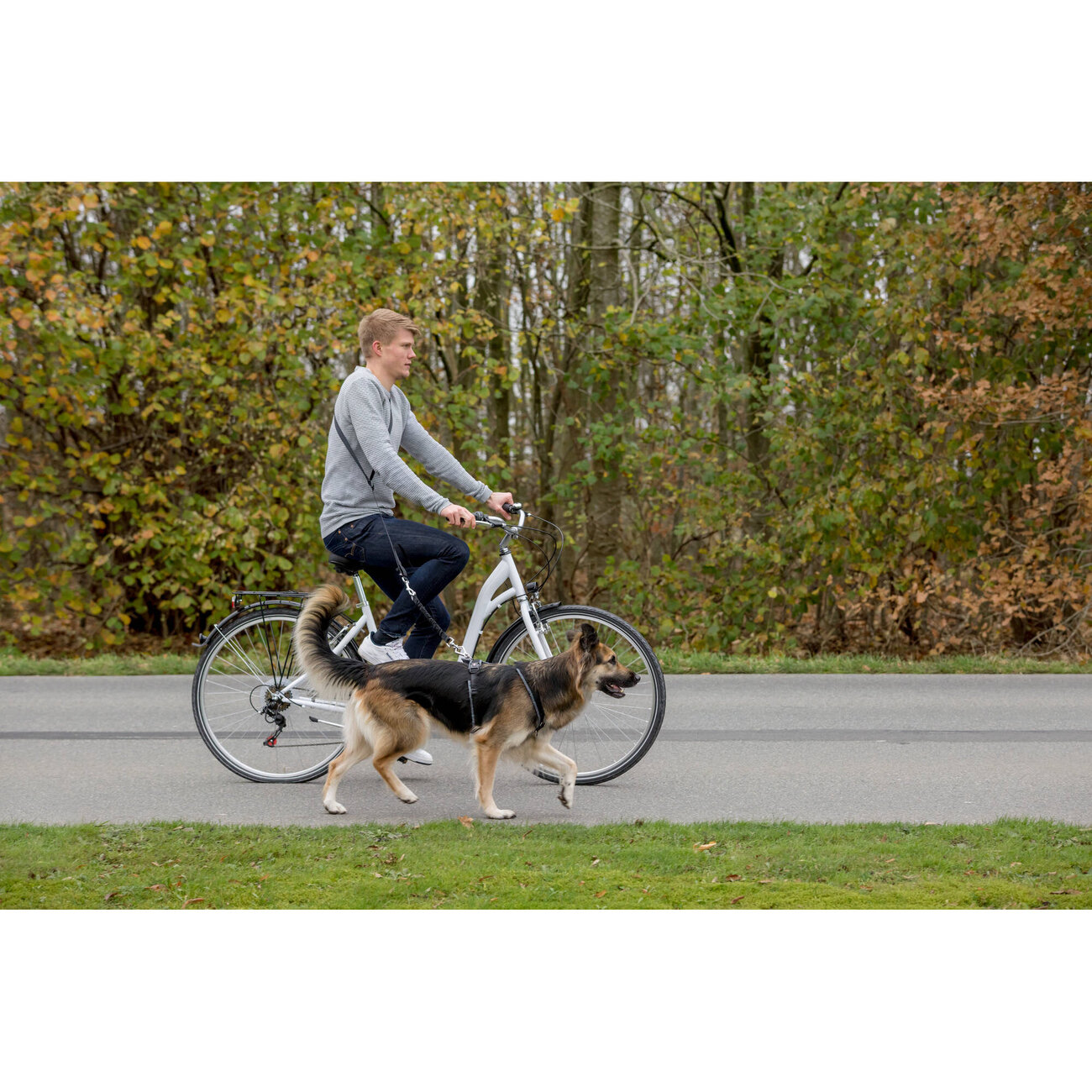 Fahrradleine und Joggingleine für Hunde Bild 4