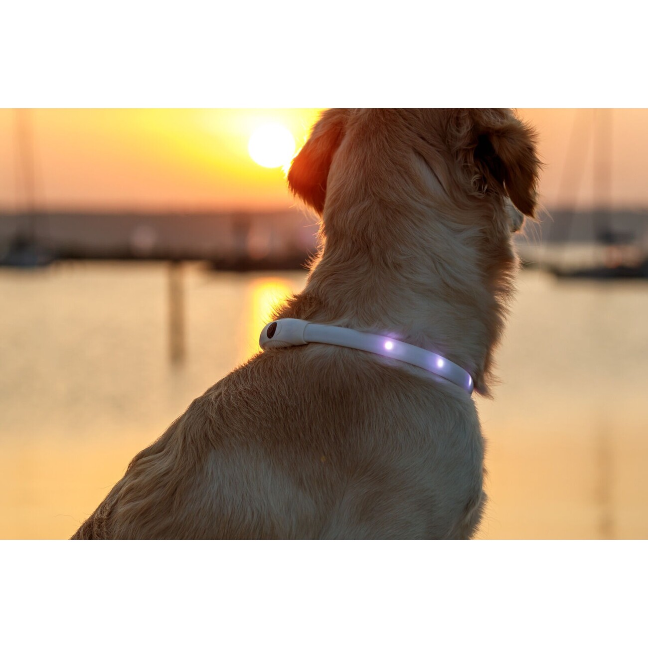 Flash Leuchtring für Hunde, USB, Silikon Bild 5