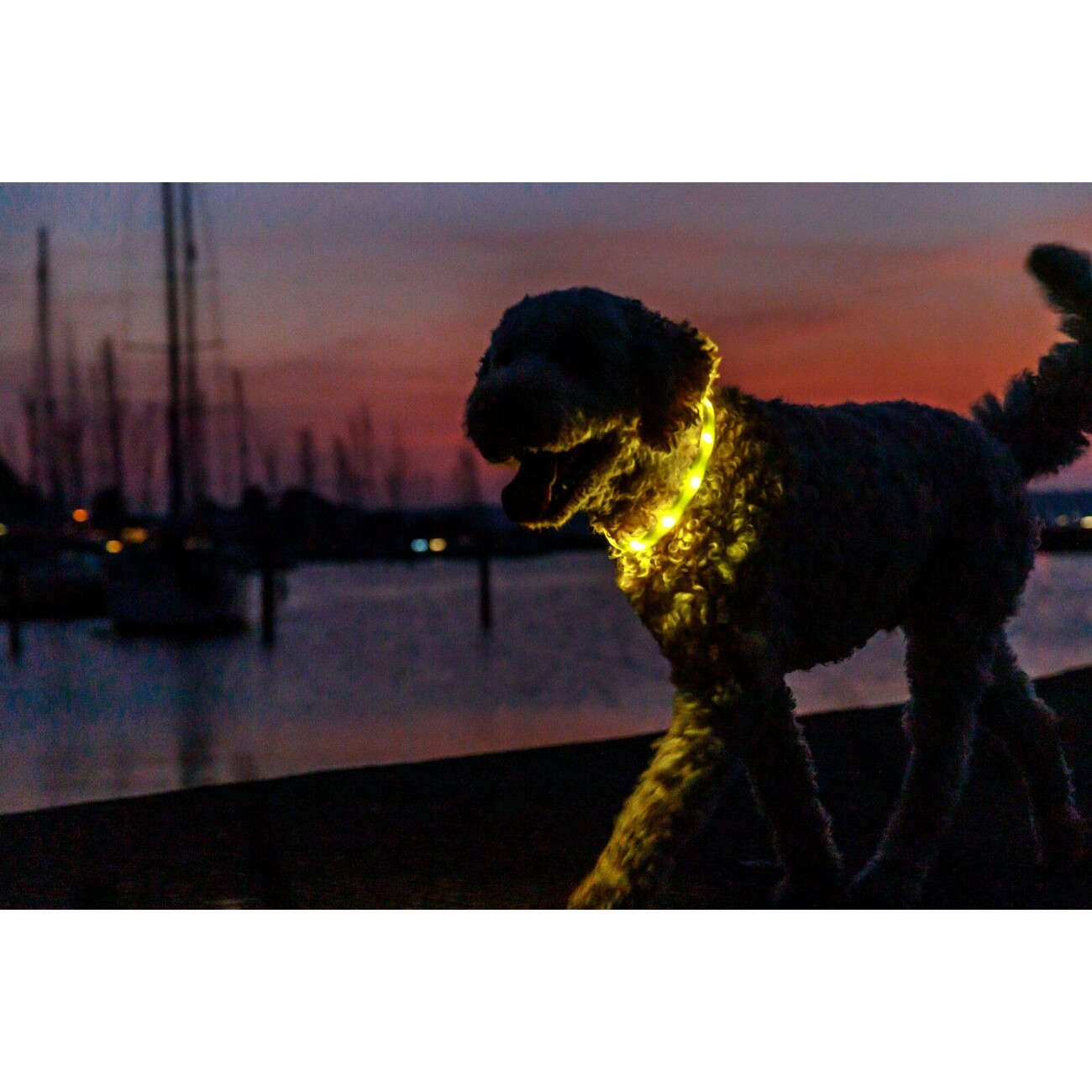 Flash Leuchtring für Hunde, USB, Silikon Bild 6