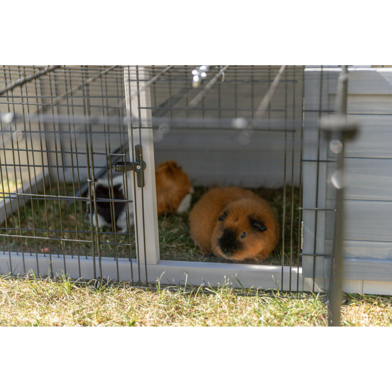 TRIXIE Freilaufgehege mit Abdeckung | Sicherer Auslauf für Kaninchen & Meerschweinchen Bild 9