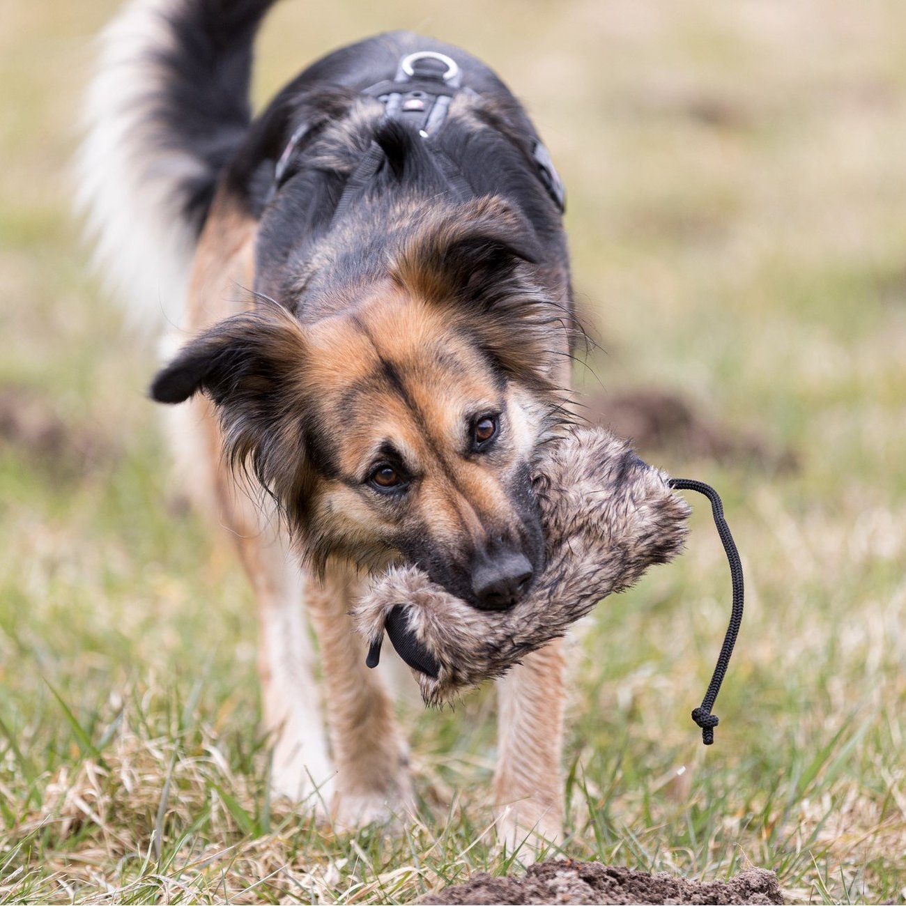 Futterdummy Kunstfell Bild 2