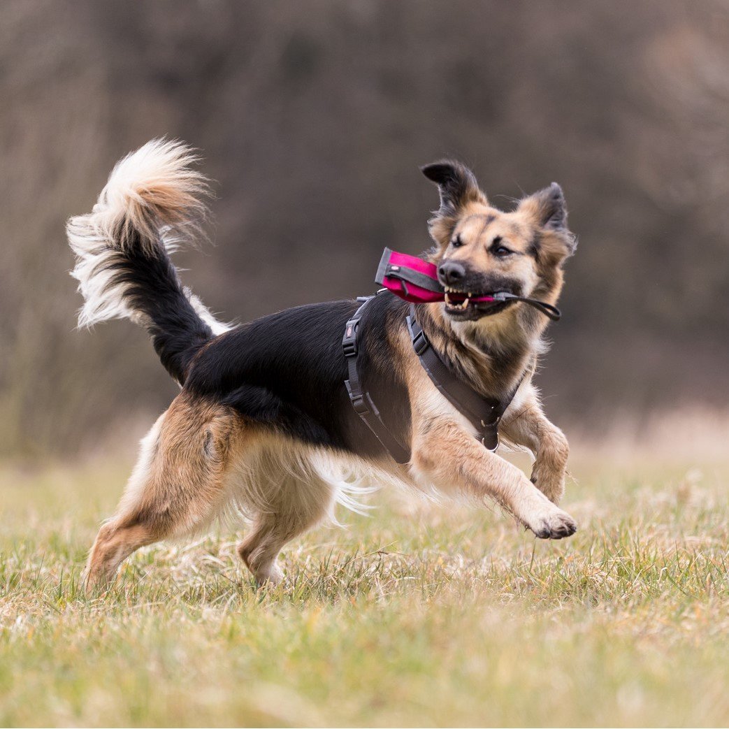 Futterdummy mit Wurfhilfe Bild 2