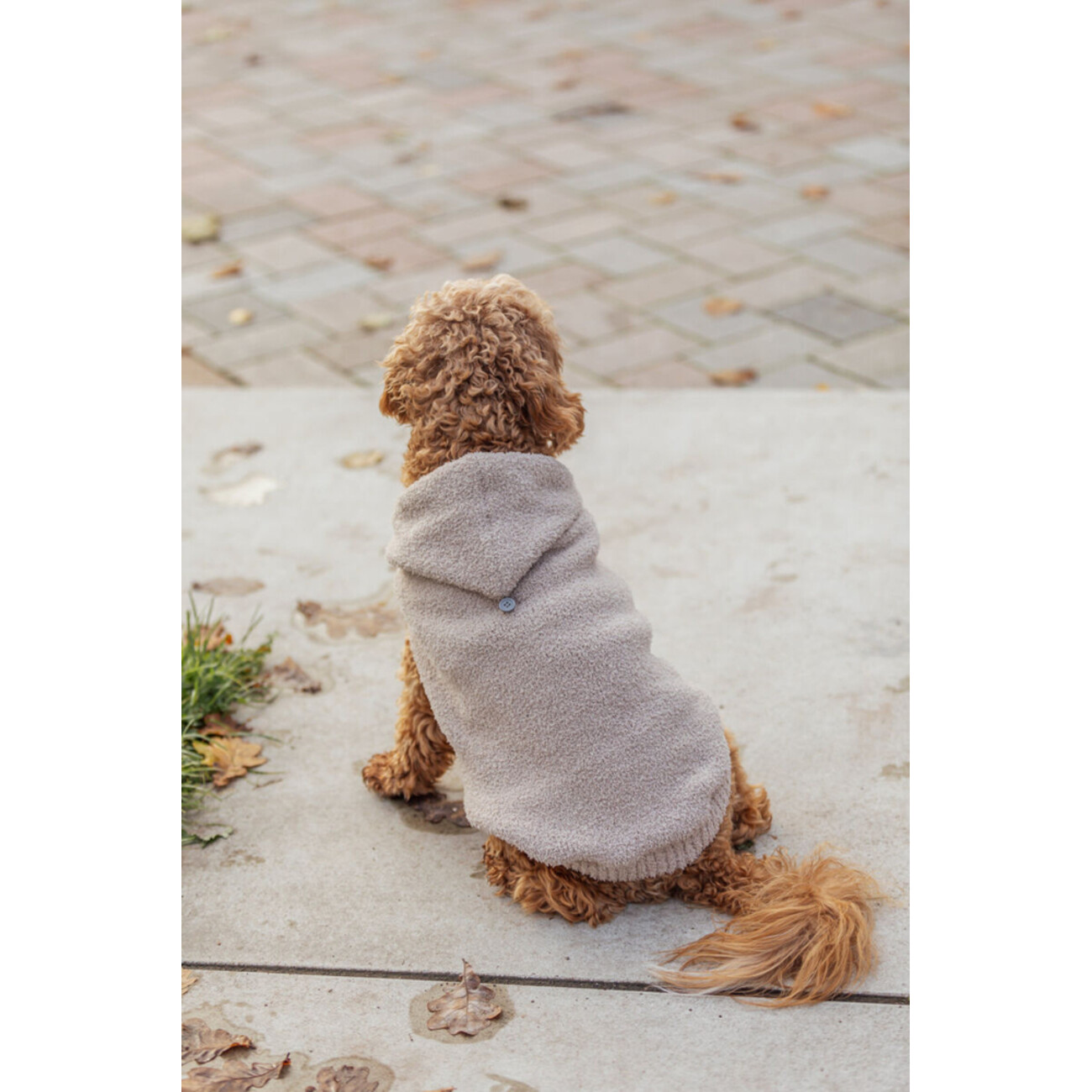 TRIXIE Hoodie Carson für Hunde | Warmer Kapuzenpullover | tiierisch.de Bild 5