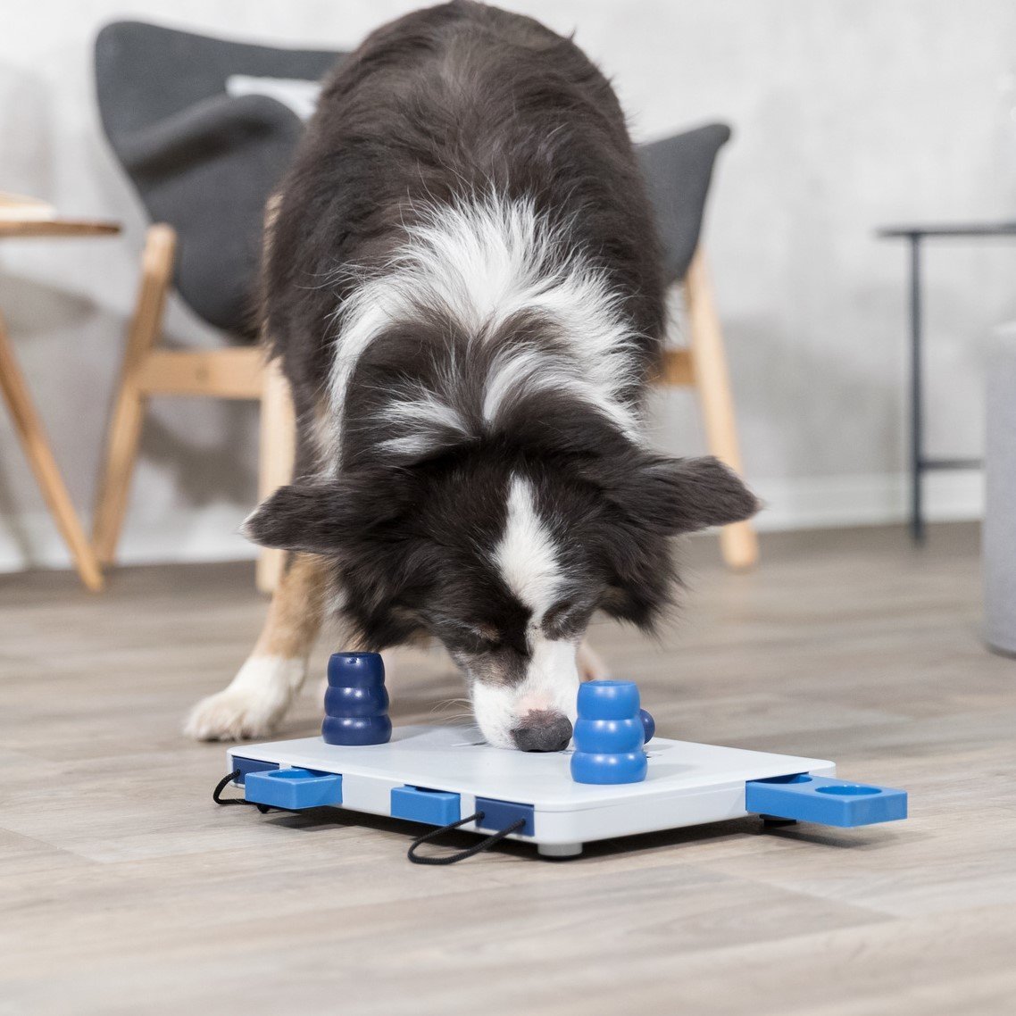 Dog Activity Strategiespiel Move2Win für Hunde Bild 2