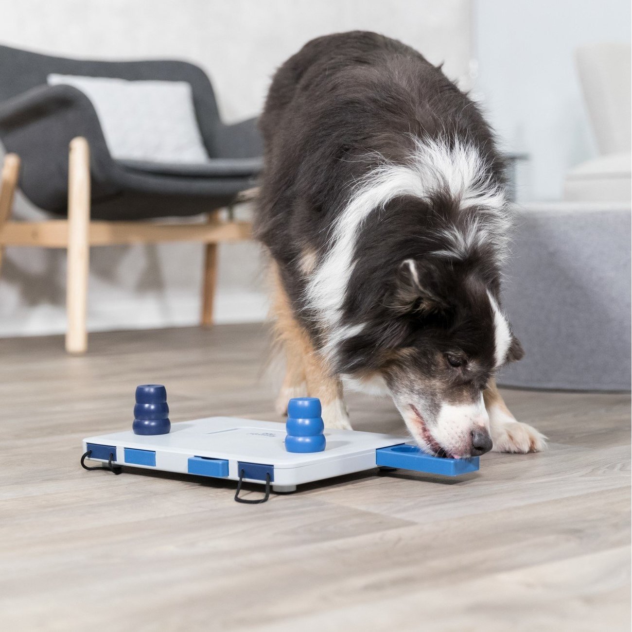 Dog Activity Strategiespiel Move2Win für Hunde Bild 8