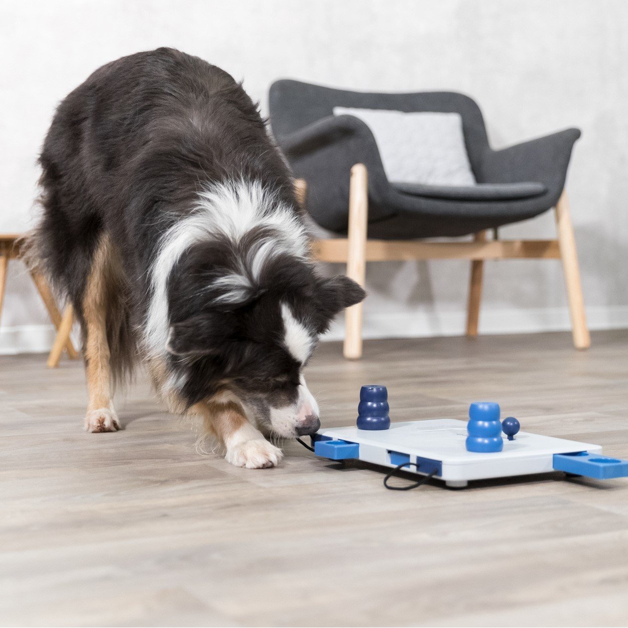 Dog Activity Strategiespiel Move2Win für Hunde Bild 5