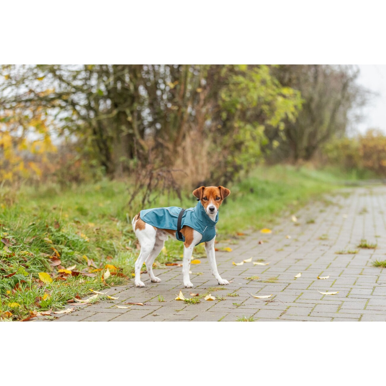 Hunde Regenmantel Vimy mit Bauchschutz Bild 32