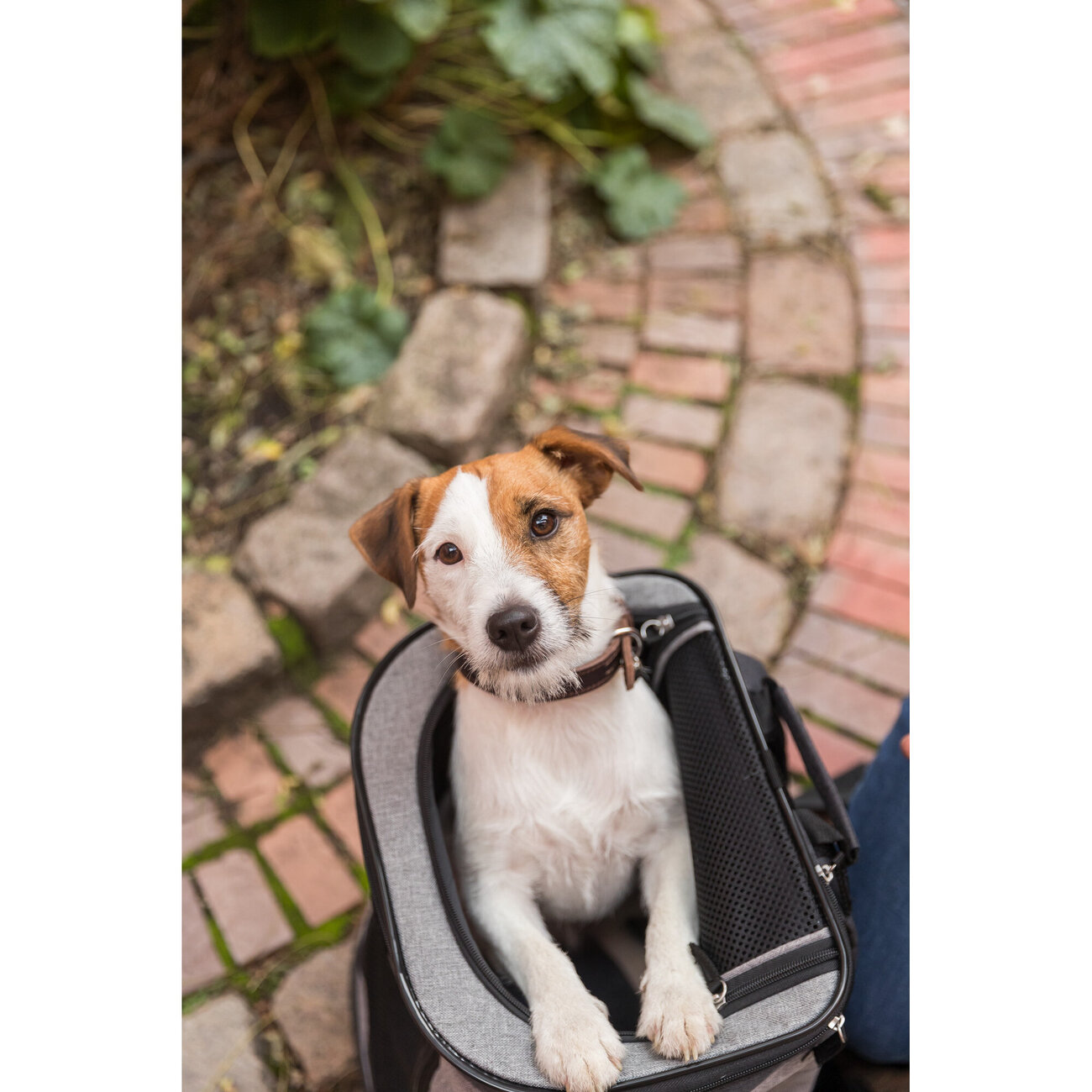 Hunderucksack Timon Bild 8