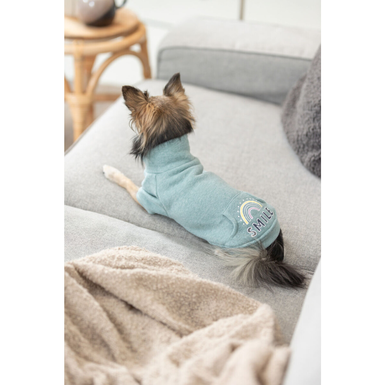 Hunde Sweatshirt Littleton Bild 4