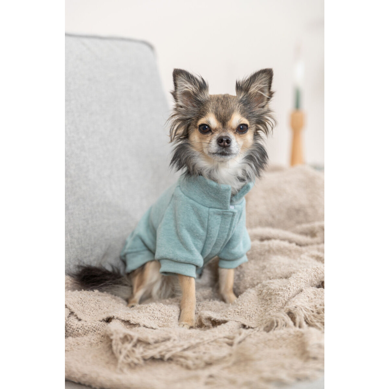 Hunde Sweatshirt Littleton Bild 6
