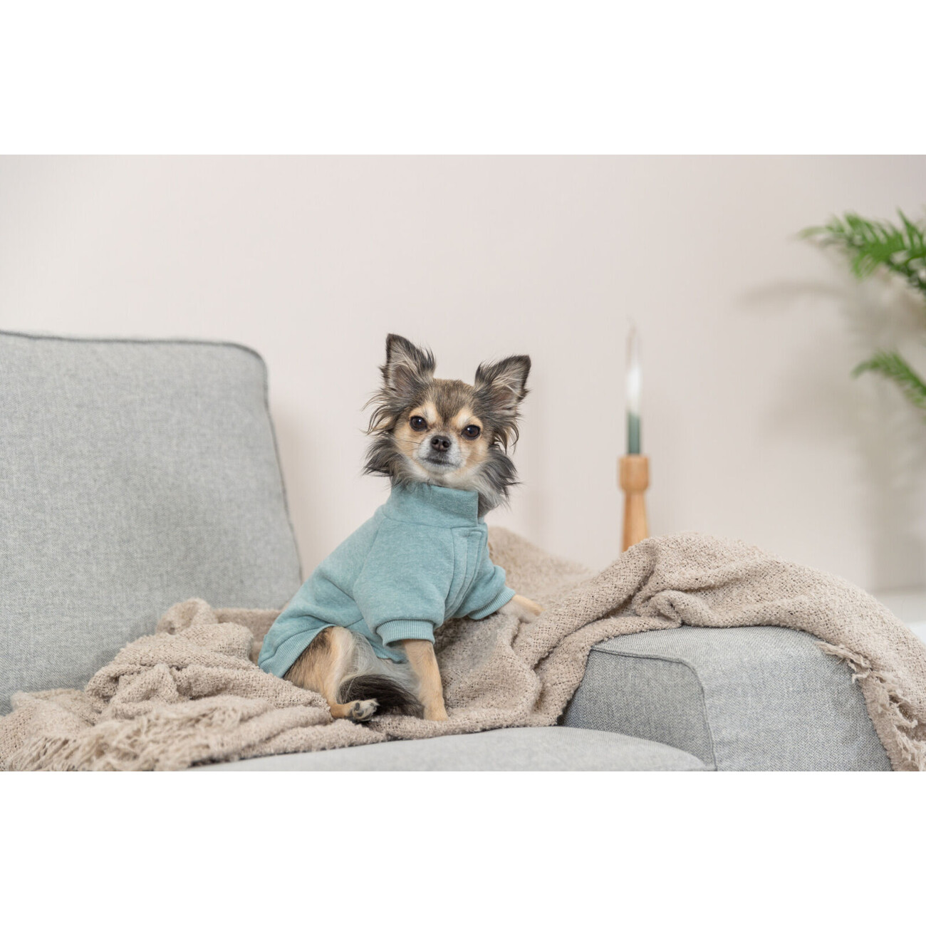 Hunde Sweatshirt Littleton Bild 7