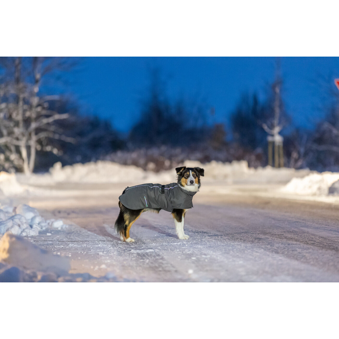 Hundemantel Limoux mit reflektierenden Elementen Bild 5