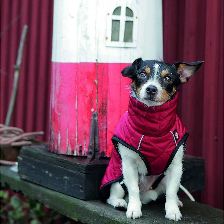 Hundewintermantel Minot Bild 2