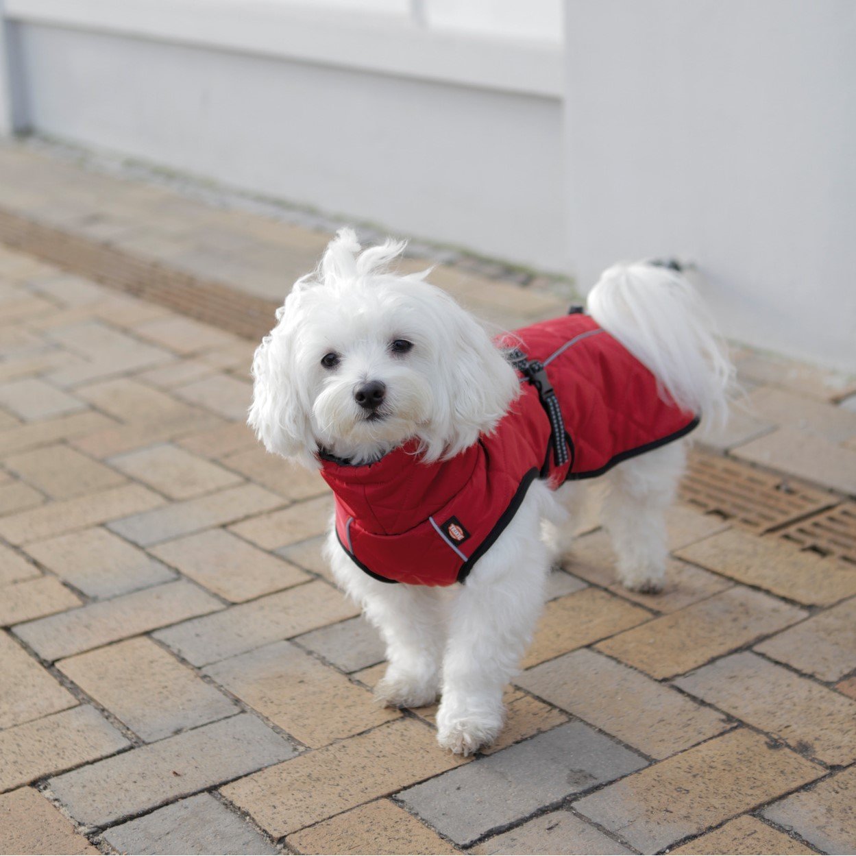 Hundewintermantel Minot Bild 7