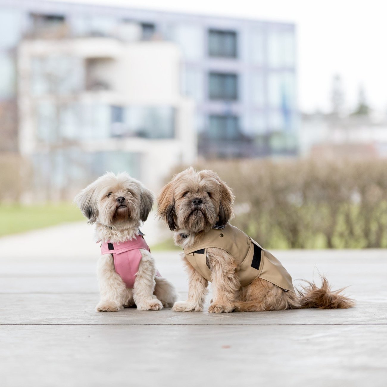 Hundemantel Paris Bild 20