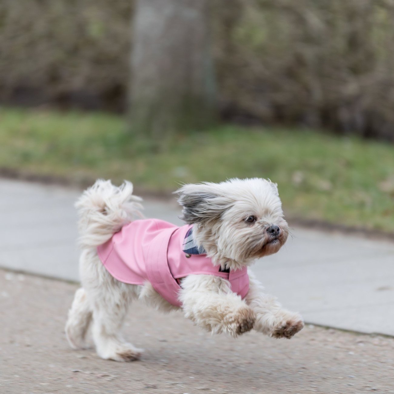 Hundemantel Paris Bild 5