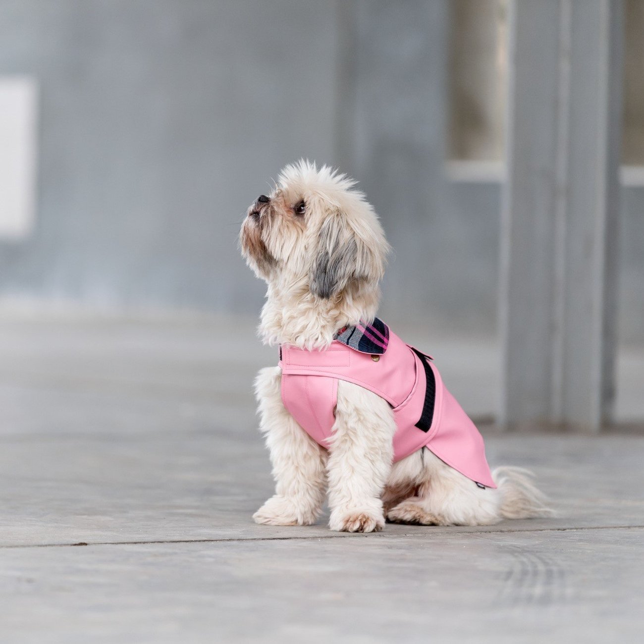 Hundemantel Paris Bild 17