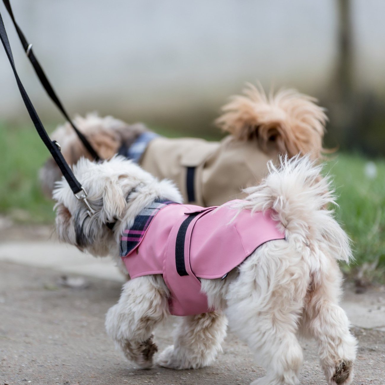 Hundemantel Paris Bild 2