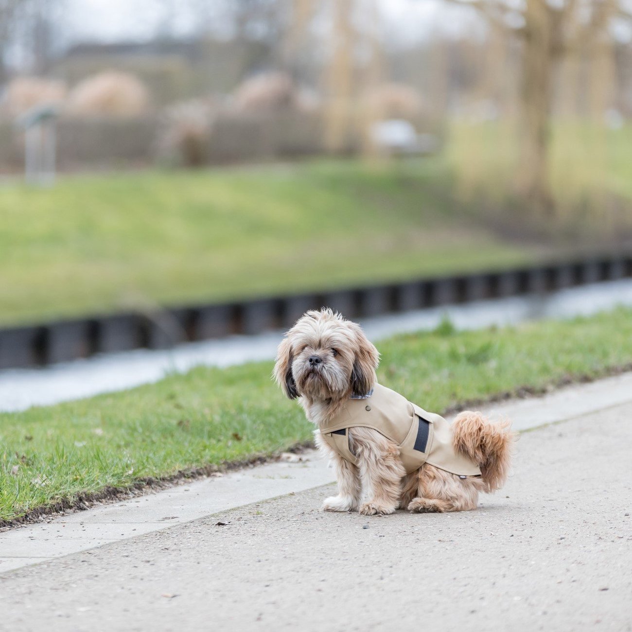 Hundemantel Paris Bild 24