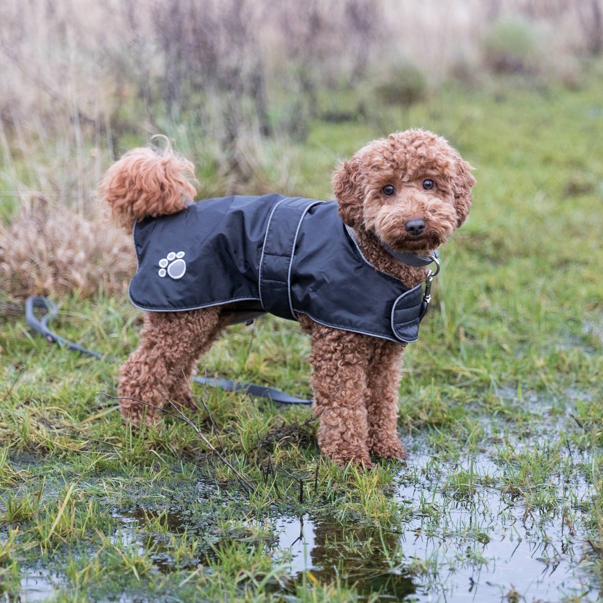 Wintermantel Orléans für Hunde Bild 2