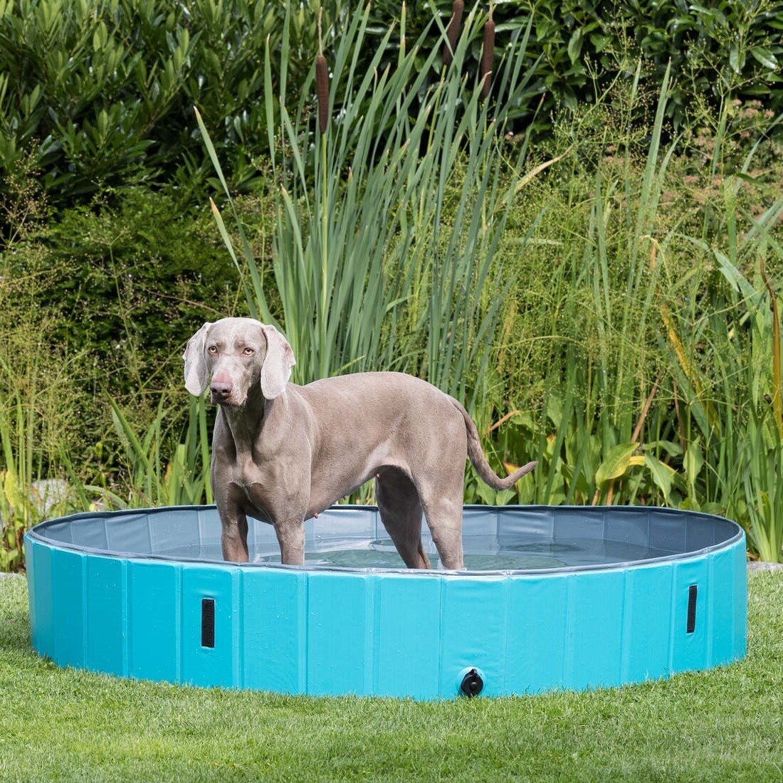 Trixie Hundepool Bild 9