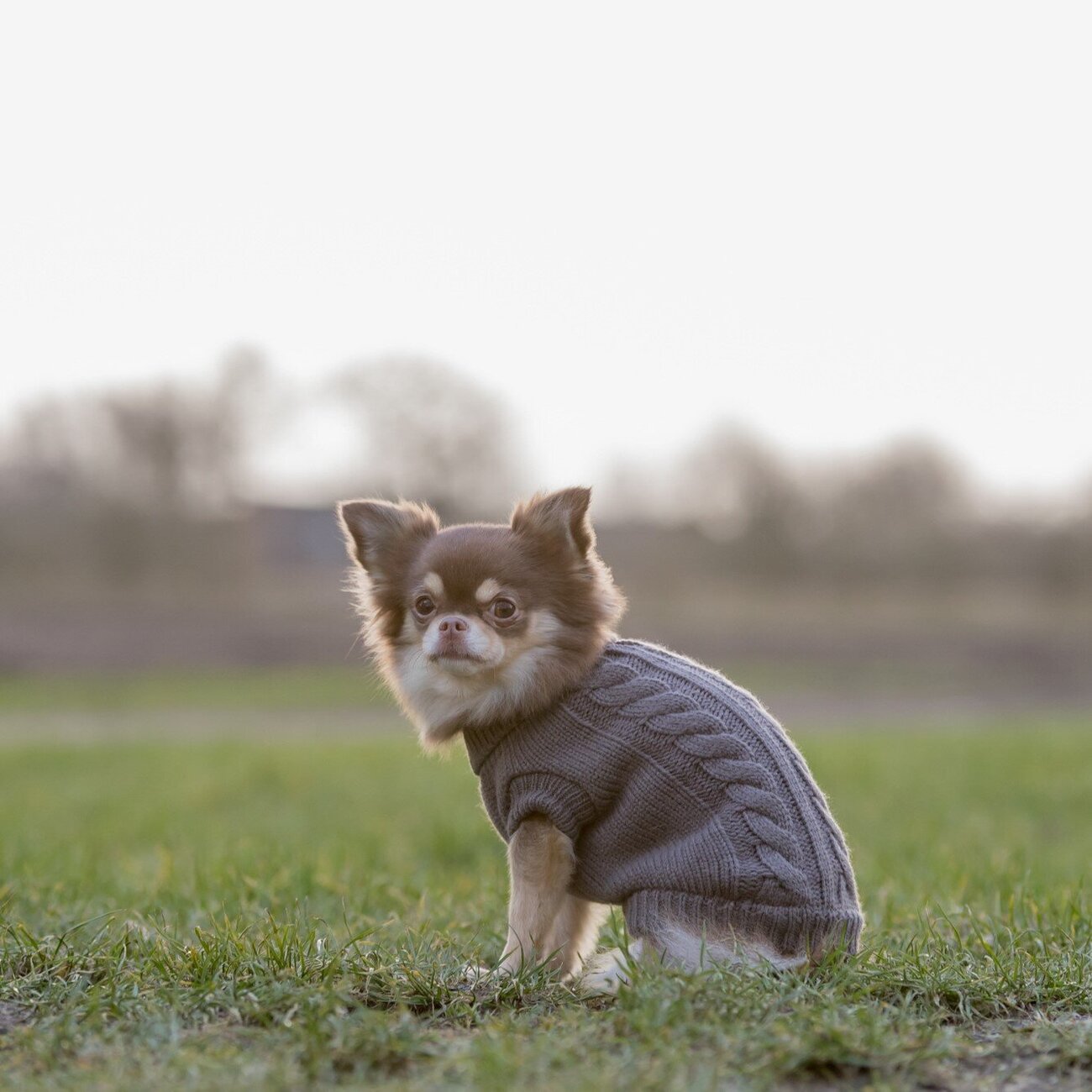 Hundepullover Kenton Bild 19