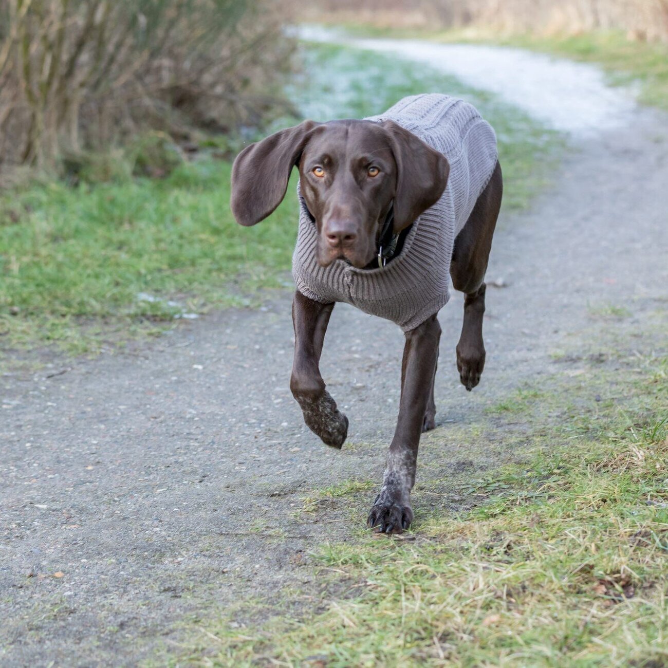 Hundepullover Kenton Bild 28