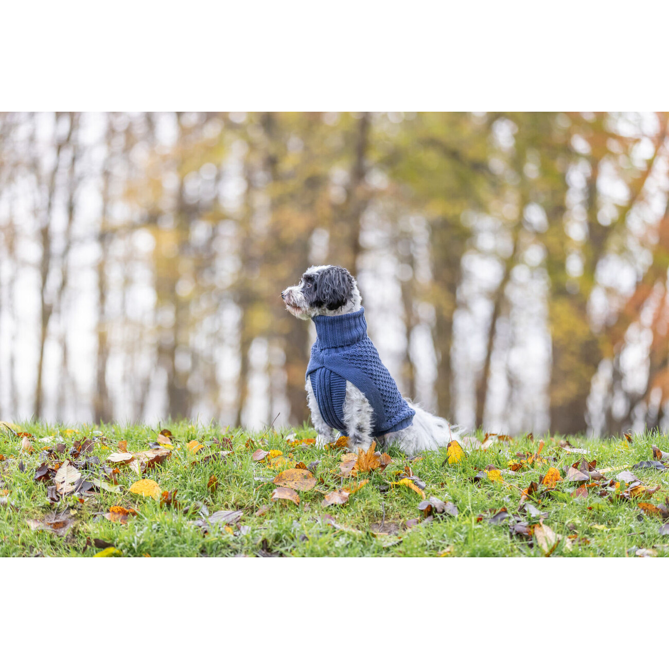 Hundepullover Norwood Bild 4