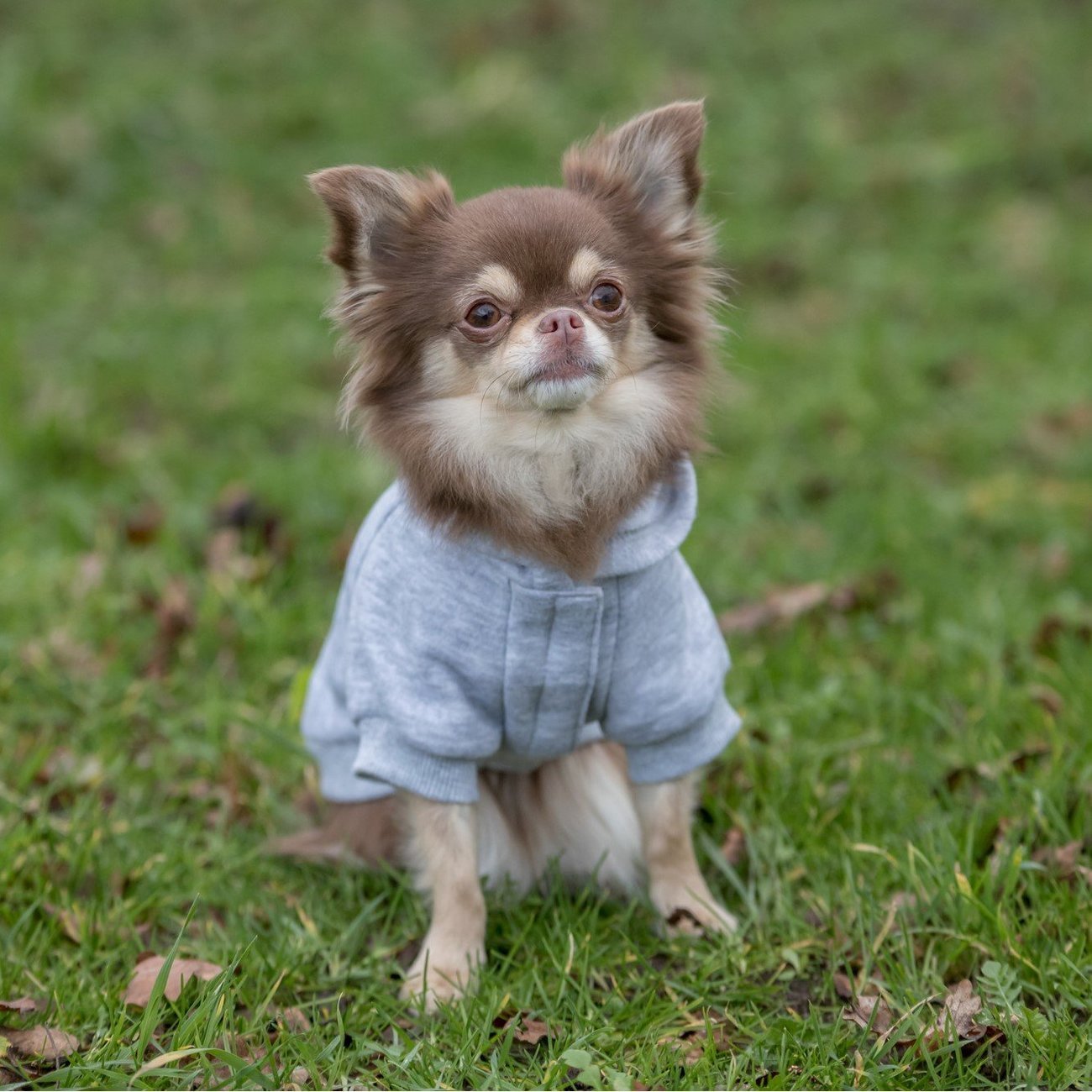 Hundepullover Rainbow Falls Bild 4