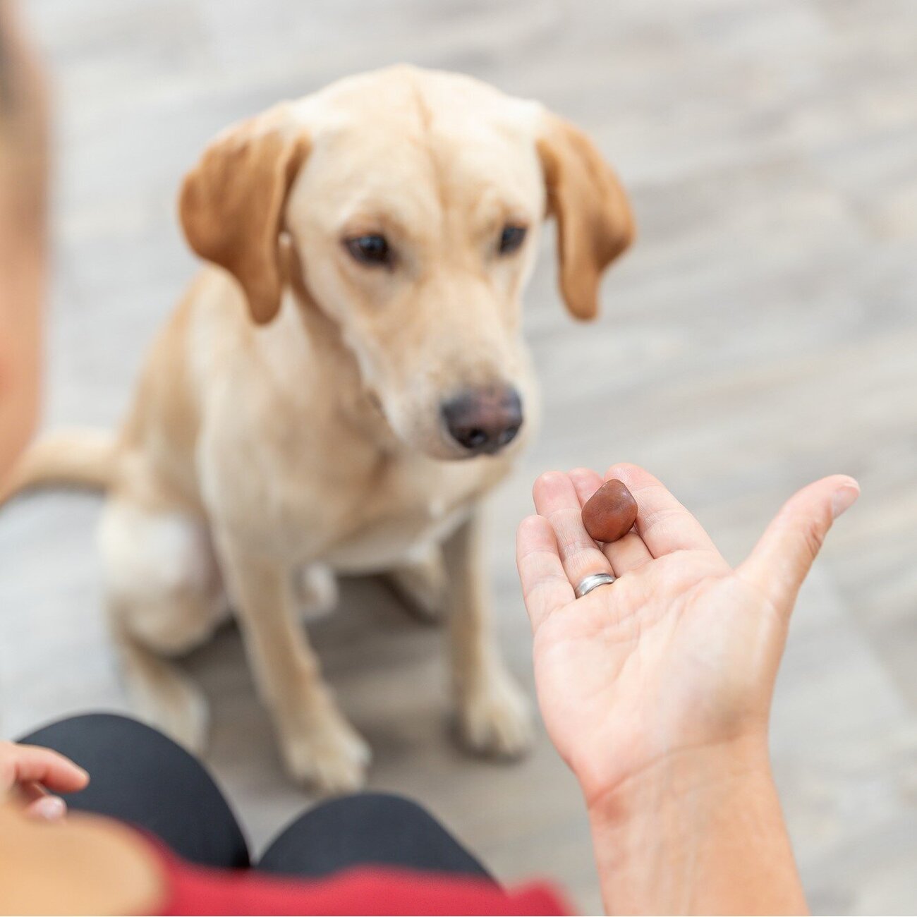 Hundesnack Tabletten Versteck Bild 3