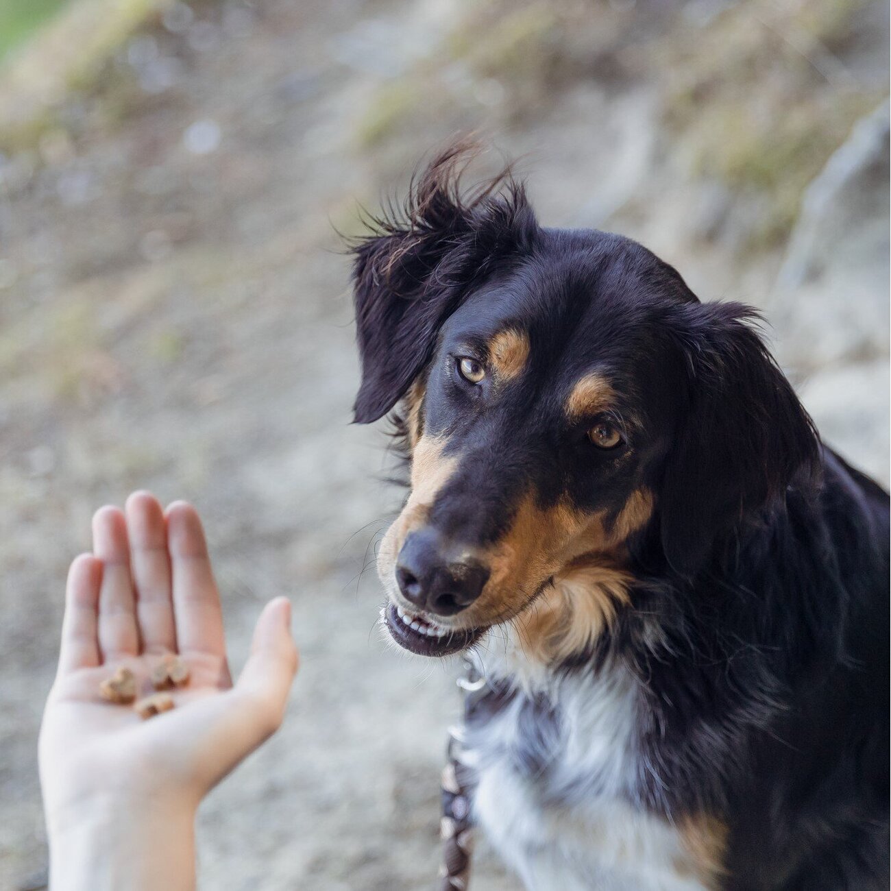 Insect Hearts Hundesnack Bild 6