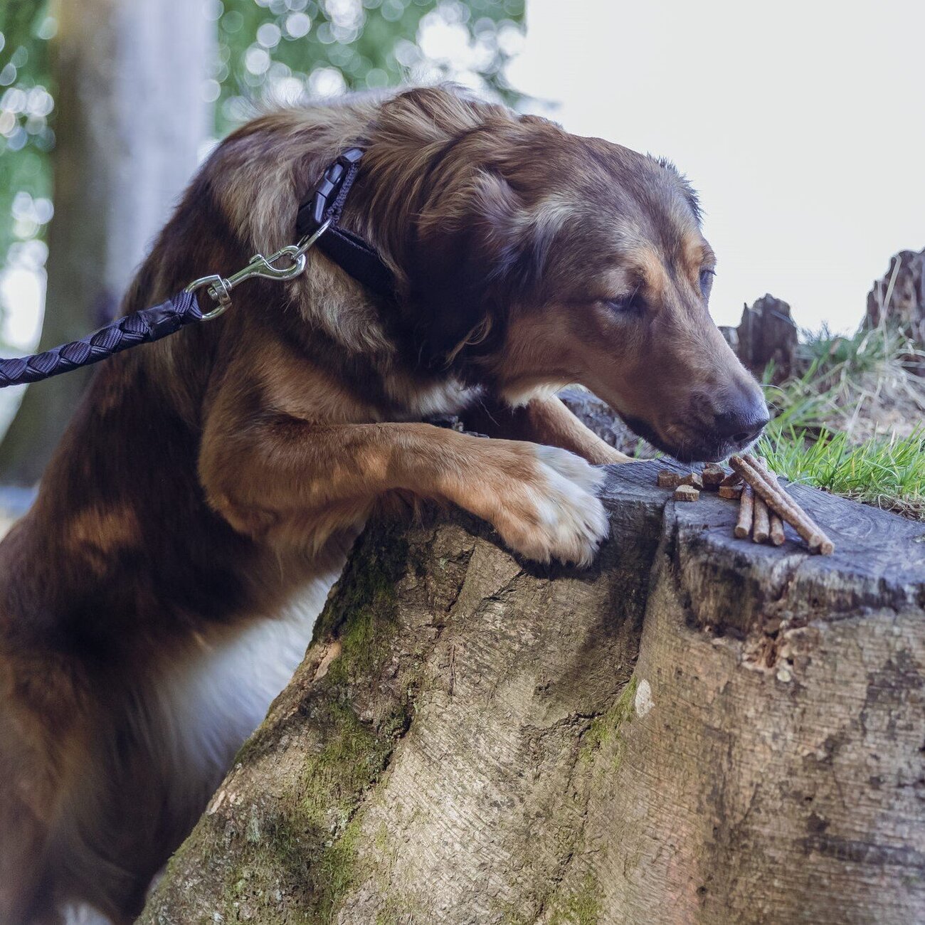 Insect Hearts Hundesnack Bild 7