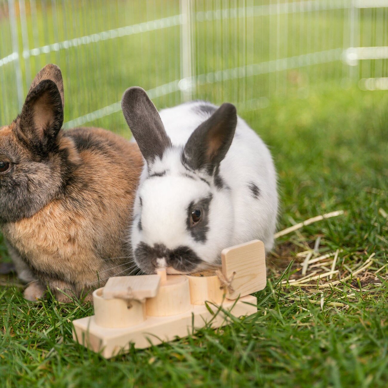 interaktive Snack Cups, Kleintierspielzeug Bild 2