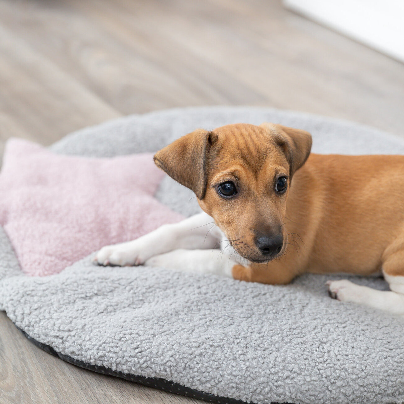 Welpenliegematte mit Stern Bild 2