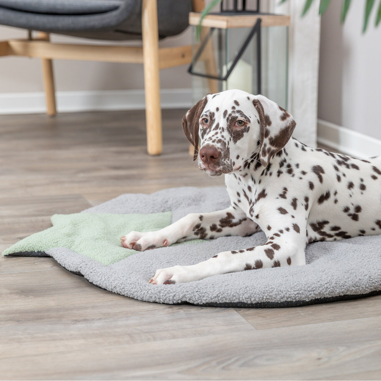 Welpenliegematte mit Stern Bild 6